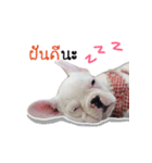 Krongkrang Dog (french bulldog)（個別スタンプ：19）