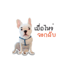 Krongkrang Dog (french bulldog)（個別スタンプ：20）