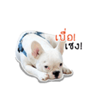 Krongkrang Dog (french bulldog)（個別スタンプ：21）