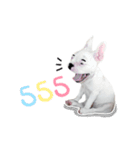 Krongkrang Dog (french bulldog)（個別スタンプ：22）