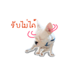 Krongkrang Dog (french bulldog)（個別スタンプ：23）