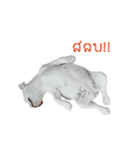 Krongkrang Dog (french bulldog)（個別スタンプ：24）