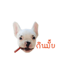 Krongkrang Dog (french bulldog)（個別スタンプ：26）