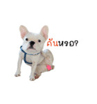 Krongkrang Dog (french bulldog)（個別スタンプ：27）