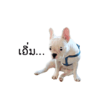 Krongkrang Dog (french bulldog)（個別スタンプ：29）