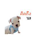 Krongkrang Dog (french bulldog)（個別スタンプ：32）