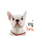 Krongkrang Dog (french bulldog)（個別スタンプ：33）