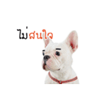 Krongkrang Dog (french bulldog)（個別スタンプ：36）