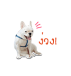 Krongkrang Dog (french bulldog)（個別スタンプ：37）