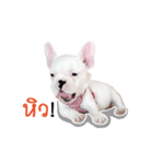 Krongkrang Dog (french bulldog)（個別スタンプ：38）