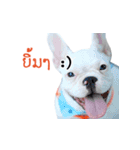 Krongkrang Dog (french bulldog)（個別スタンプ：39）