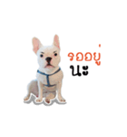 Krongkrang Dog (french bulldog)（個別スタンプ：40）