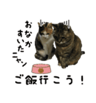 ペットの猫 ミカンとルル（個別スタンプ：11）