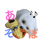 我が家のアイドル犬 のい2（個別スタンプ：16）