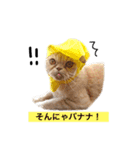 もちもちおもちスタンプ（個別スタンプ：1）