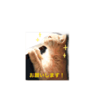 もちもちおもちスタンプ（個別スタンプ：7）