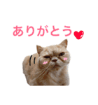 もちもちおもちスタンプ（個別スタンプ：13）