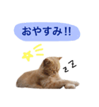 もちもちおもちスタンプ（個別スタンプ：16）