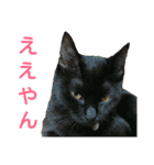 浪速のぼっちゃまと仲間たち(改)（個別スタンプ：29）