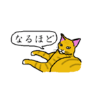 茶トラ集合（個別スタンプ：20）