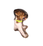 Party little dog（個別スタンプ：5）