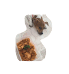 Party little dog（個別スタンプ：17）