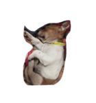 Party little dog（個別スタンプ：22）