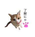 きなこ猫スタンプ（個別スタンプ：7）