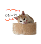 きなこ猫スタンプ（個別スタンプ：21）