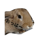 ひるもかももめい（個別スタンプ：1）