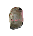 ひるもかももめい（個別スタンプ：2）