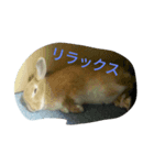ひるもかももめい（個別スタンプ：4）
