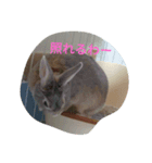 ひるもかももめい（個別スタンプ：8）
