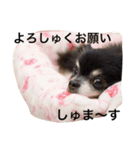 トレプン看板犬ミルトちゃんのつぶやき（個別スタンプ：11）