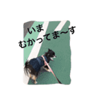 トレプン看板犬ミルトちゃんのつぶやき（個別スタンプ：20）