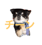 トレプン看板犬ミルトちゃんのつぶやき（個別スタンプ：23）