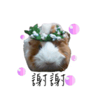 The Guinea pigs-Qmao＆Momo（個別スタンプ：6）