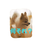ポメラニアンのドリー＆チェリー（個別スタンプ：20）
