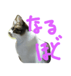 ねこにこんばんわ（個別スタンプ：8）