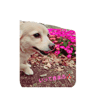 pretty my dog（個別スタンプ：5）