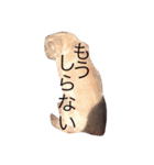 本当は ウエスティ②（個別スタンプ：5）
