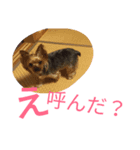 yuzumaruchan（個別スタンプ：2）
