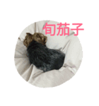 yuzumaruchan（個別スタンプ：3）