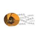 yuzumaruchan（個別スタンプ：6）