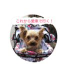 yuzumaruchan（個別スタンプ：7）