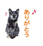 ぶちゃいく柄の猫ちゃん（個別スタンプ：7）