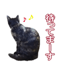 ぶちゃいく柄の猫ちゃん（個別スタンプ：9）