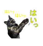 ぶちゃいく柄の猫ちゃん（個別スタンプ：14）