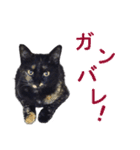 ぶちゃいく柄の猫ちゃん（個別スタンプ：24）