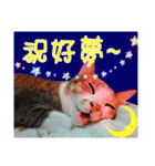 leisure days of MIWAWA's cat boss（個別スタンプ：6）